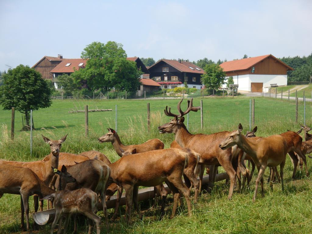 Apartament Giglerhof Bad Birnbach Zewnętrze zdjęcie
